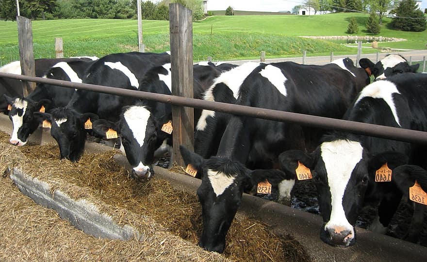 Cattle Farming Techniques