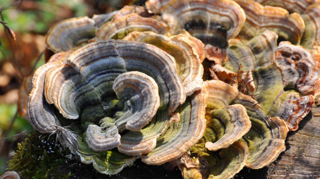 Turkey Tail Mushrooms