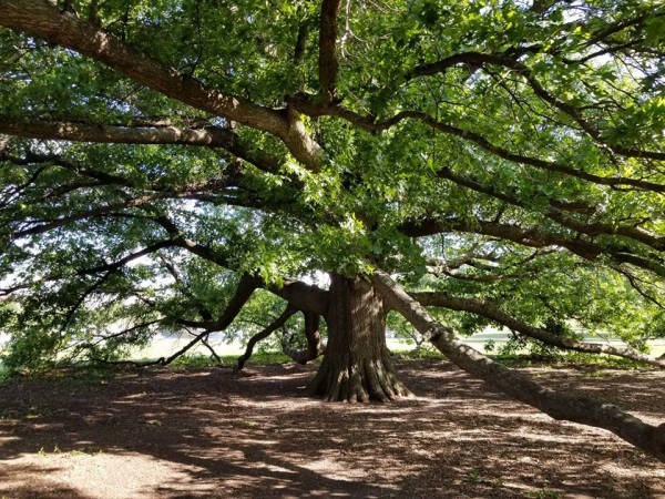 oak trees in kansas
